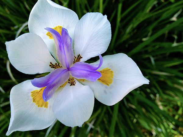 Another Fort Night Lily  Photograph